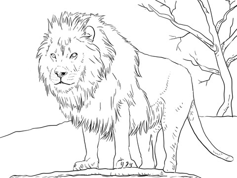 Male African Lion Coloring Page